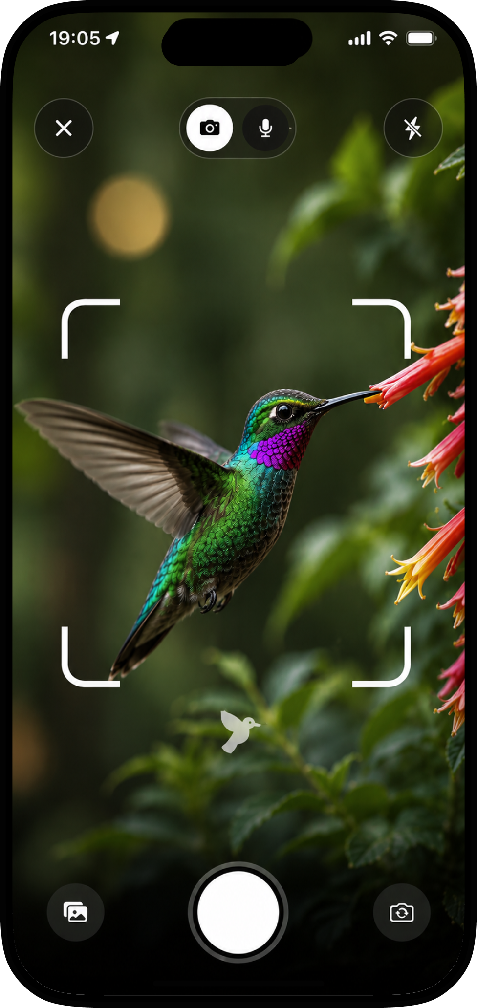 Bird Call Identifier app photo identification screenshot