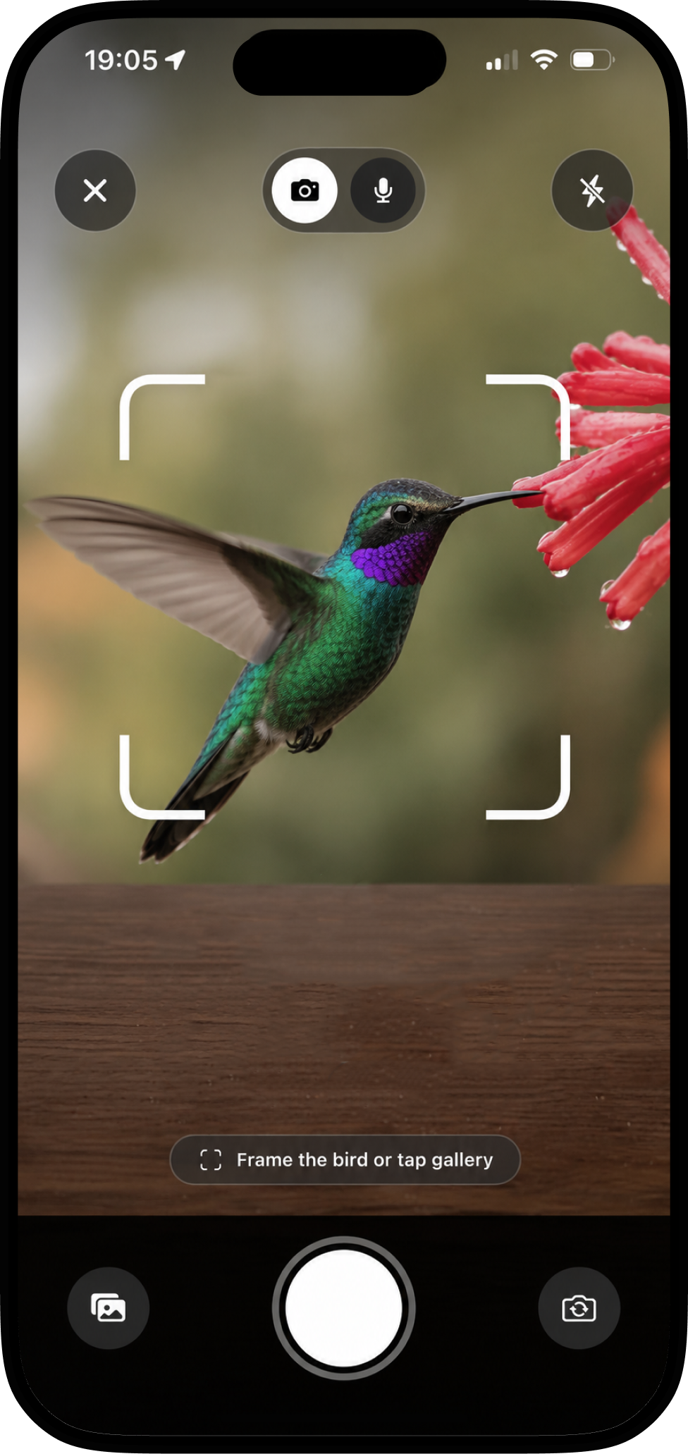 Bird Call Identifier app photo identification screenshot