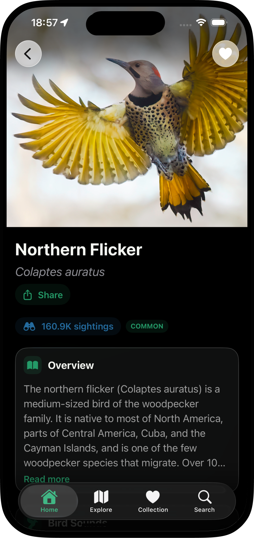 Bird Call Identifier species detail screenshot