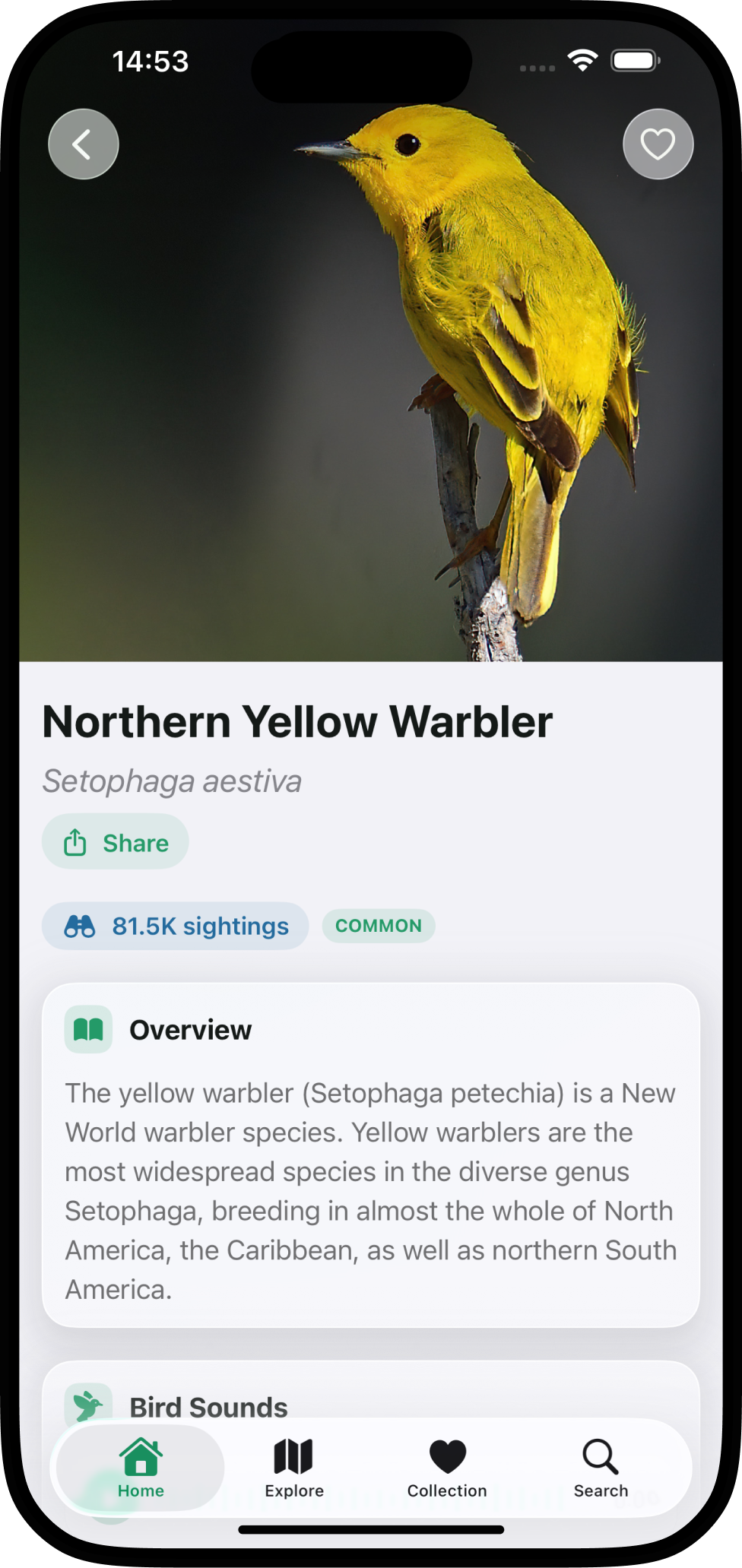 Bird Call Identifier species detail screenshot