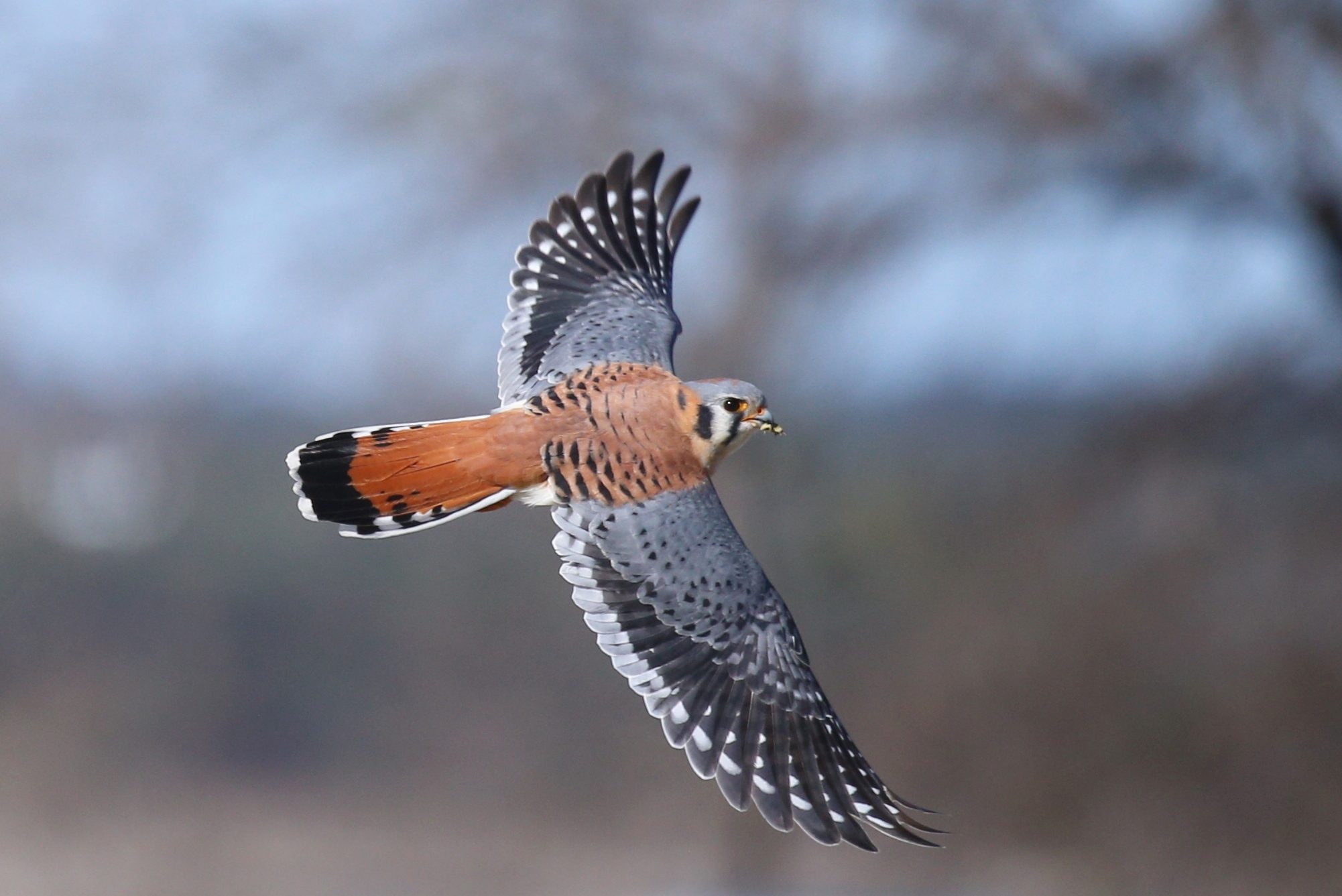 American Kestrel in flight over a city park