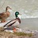 Mallard (Anas platyrhynchos)