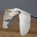 Great Egret (Ardea alba)