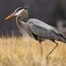 Great Blue Heron (Ardea herodias)