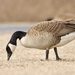 Canada Goose (Branta canadensis)