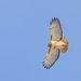 Red-tailed Hawk (Buteo jamaicensis)