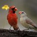 Northern Cardinal (Cardinalis cardinalis)