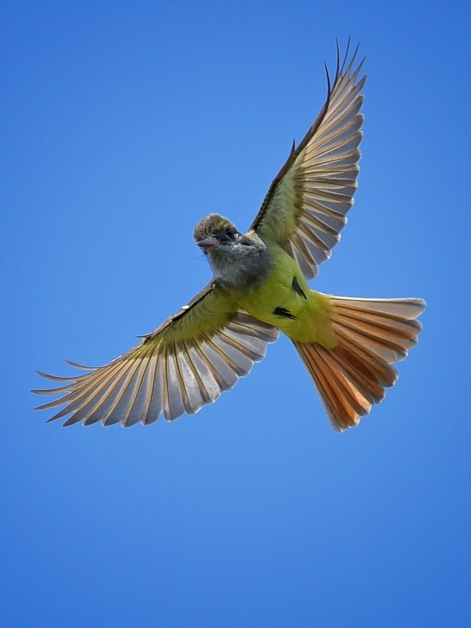 Great Crested Flycatcher identified in the Bird Call Identifier app