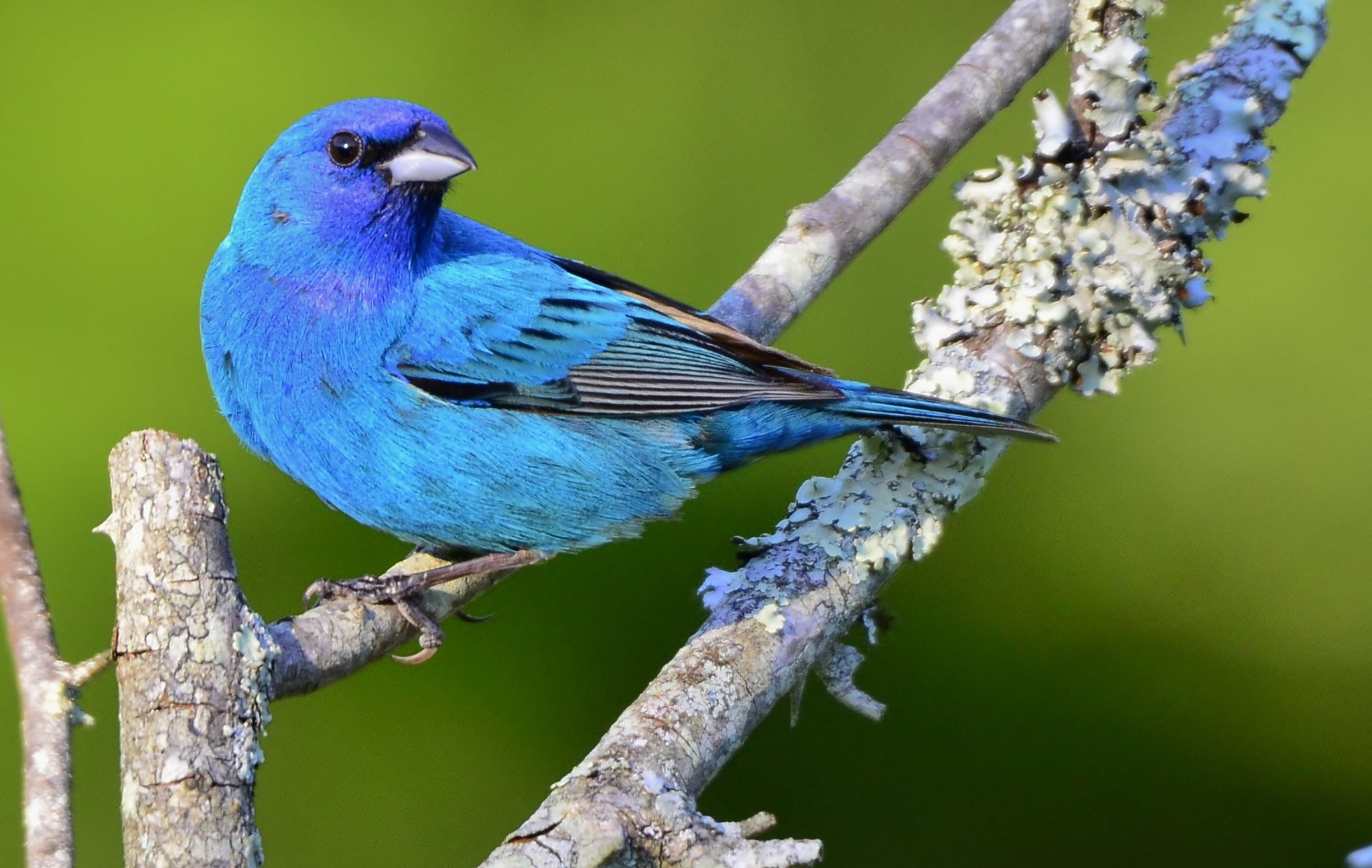 Indigo Bunting visiting a backyard