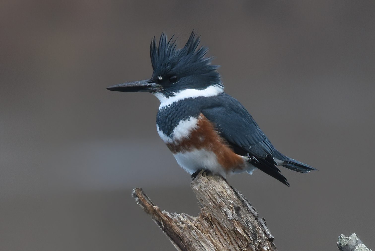 Belted Kingfisher perched over a wetland