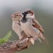 House Sparrow (Passer domesticus)