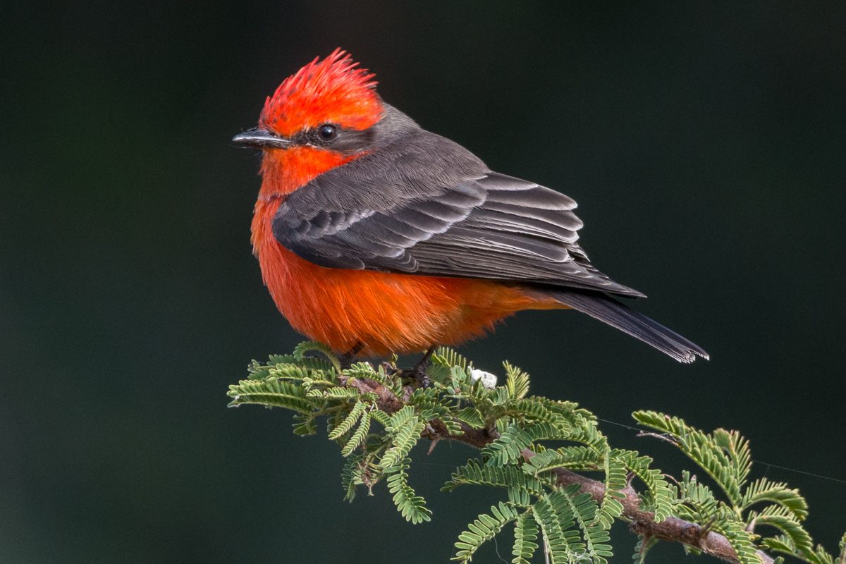 Vermilion Flycatcher spotted along a trail