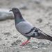 Rock Pigeon (Columba livia)