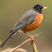American Robin (Turdus migratorius)