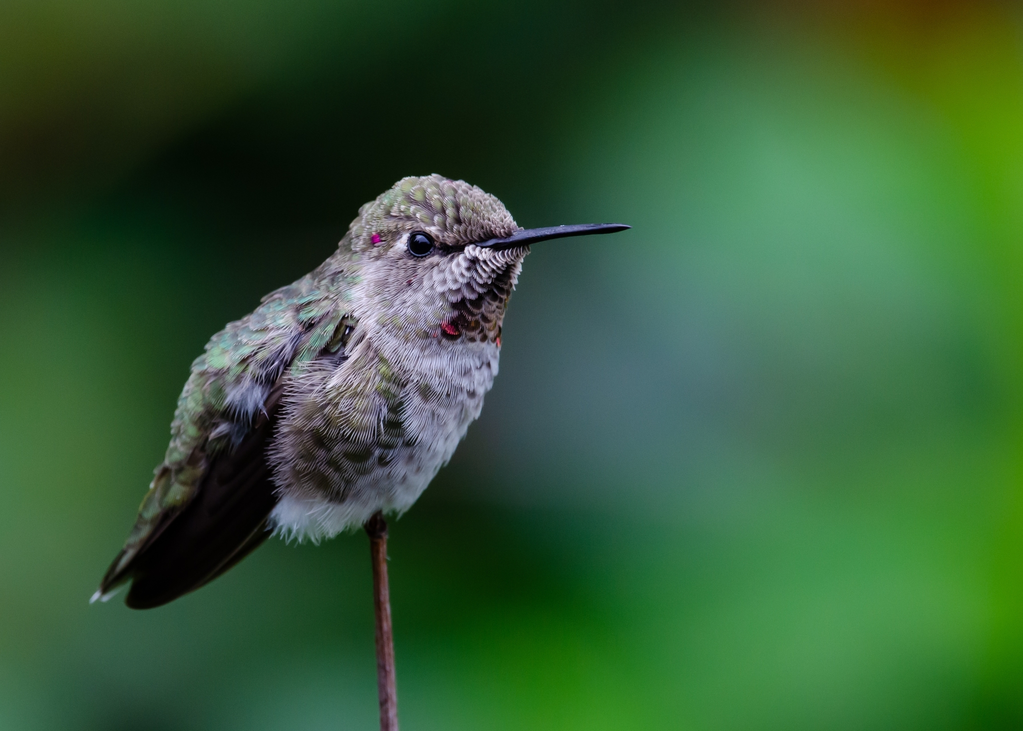 Anna's Hummingbird being identified from its call